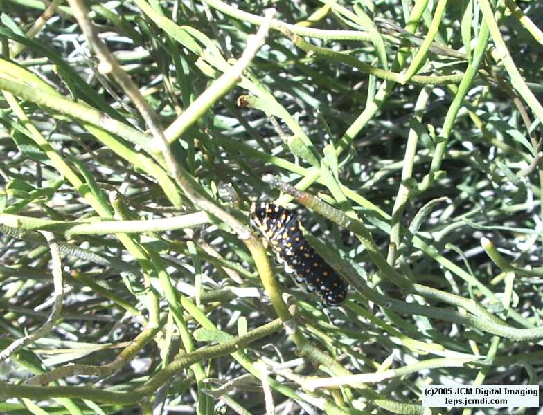 Papilio polyxenes coloro (Desert Black Swallowtail), formerly called Papilio rudkini (Rudkin's Swallowtail) Life Cycle JCMDI image