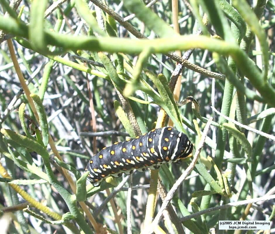 Papilio polyxenes coloro (Desert Black Swallowtail), formerly called Papilio rudkini (Rudkin's Swallowtail) Life Cycle JCMDI image