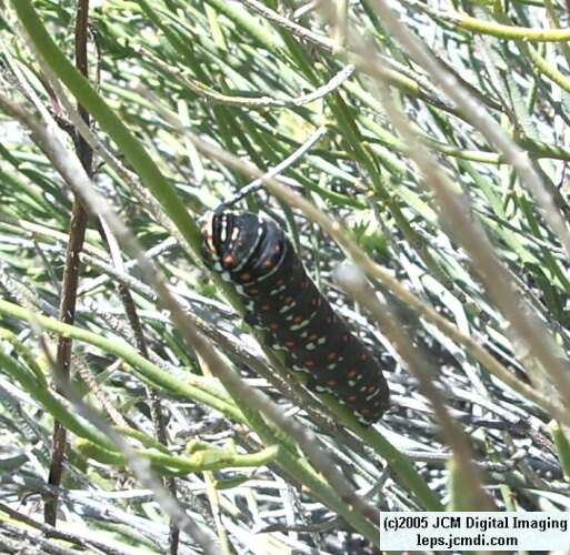 Papilio polyxenes coloro (Desert Black Swallowtail), formerly called Papilio rudkini (Rudkin's Swallowtail) Life Cycle JCMDI image