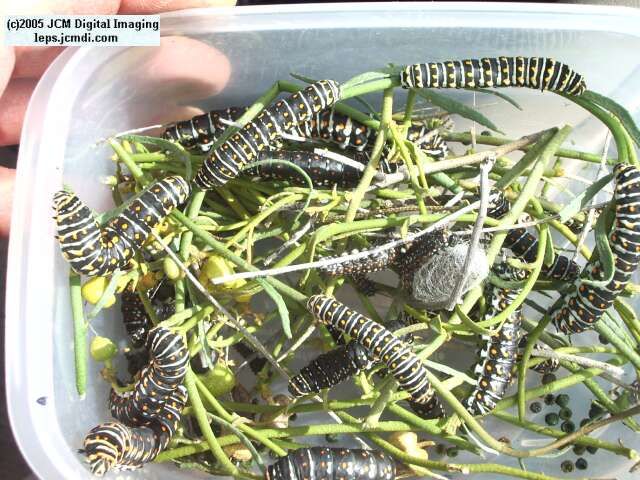 Papilio polyxenes coloro (Desert Black Swallowtail), formerly called Papilio rudkini (Rudkin's Swallowtail) Life Cycle JCMDI image