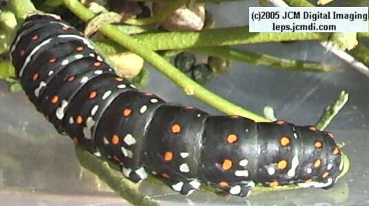 Papilio polyxenes coloro (Desert Black Swallowtail), formerly called Papilio rudkini (Rudkin's Swallowtail) Life Cycle JCMDI image