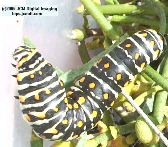 Papilio polyxenes coloro (Desert Black Swallowtail), formerly called Papilio rudkini (Rudkin's Swallowtail) Life Cycle JCMDI image