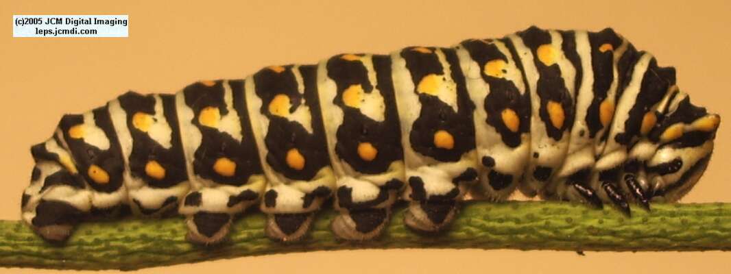 Papilio polyxenes coloro (Desert Black Swallowtail), formerly called Papilio rudkini (Rudkin's Swallowtail) Life Cycle JCMDI image
