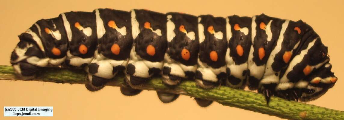 Papilio polyxenes coloro (Desert Black Swallowtail), formerly called Papilio rudkini (Rudkin's Swallowtail) Life Cycle JCMDI image