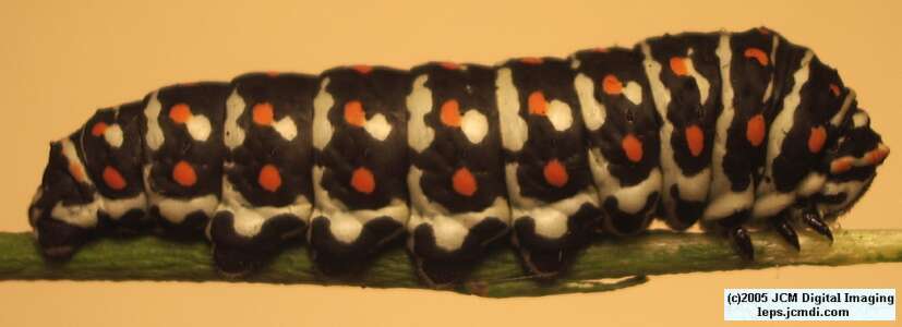 Papilio polyxenes coloro (Desert Black Swallowtail), formerly called Papilio rudkini (Rudkin's Swallowtail) Life Cycle JCMDI image