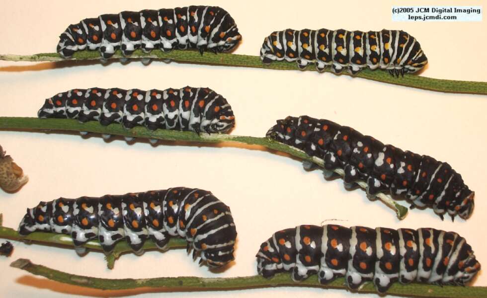 Papilio polyxenes coloro (Desert Black Swallowtail), formerly called Papilio rudkini (Rudkin's Swallowtail) Life Cycle JCMDI image