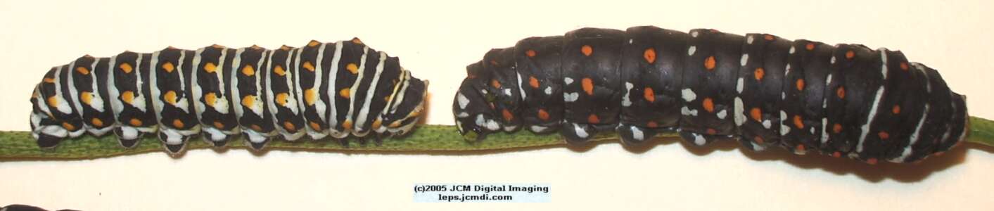 Papilio polyxenes coloro (Desert Black Swallowtail), formerly called Papilio rudkini (Rudkin's Swallowtail) Life Cycle JCMDI image