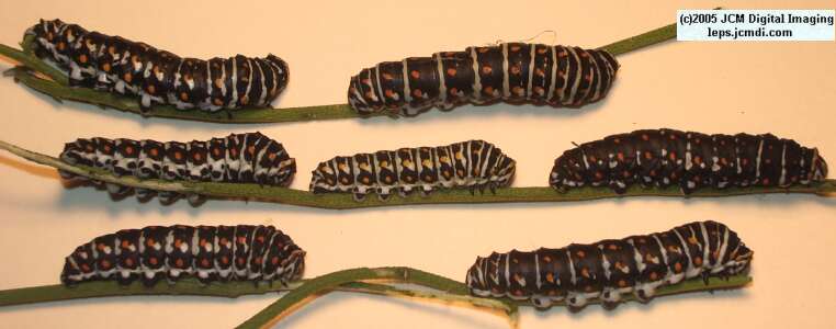 Papilio polyxenes coloro (Desert Black Swallowtail), formerly called Papilio rudkini (Rudkin's Swallowtail) Life Cycle JCMDI image