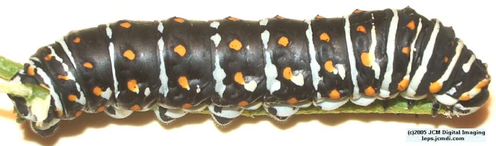 Papilio polyxenes coloro (Desert Black Swallowtail), formerly called Papilio rudkini (Rudkin's Swallowtail) Life Cycle JCMDI image