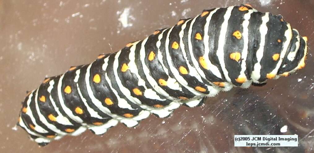 Papilio polyxenes coloro (Desert Black Swallowtail), formerly called Papilio rudkini (Rudkin's Swallowtail) Life Cycle JCMDI image