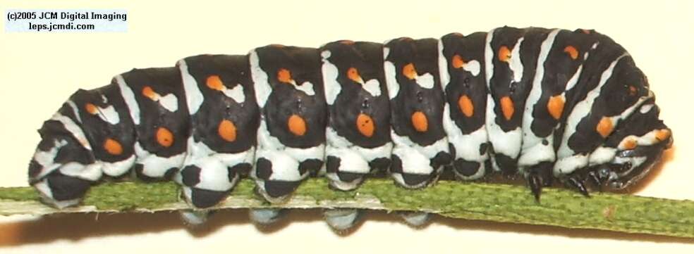 Papilio polyxenes coloro (Desert Black Swallowtail), formerly called Papilio rudkini (Rudkin's Swallowtail) Life Cycle JCMDI image