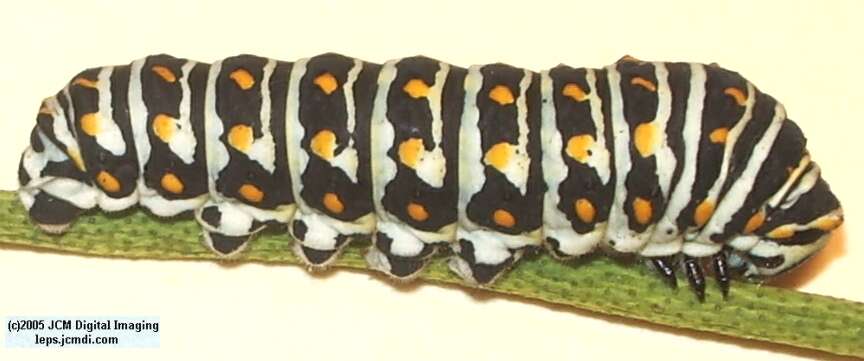 Papilio polyxenes coloro (Desert Black Swallowtail), formerly called Papilio rudkini (Rudkin's Swallowtail) Life Cycle JCMDI image