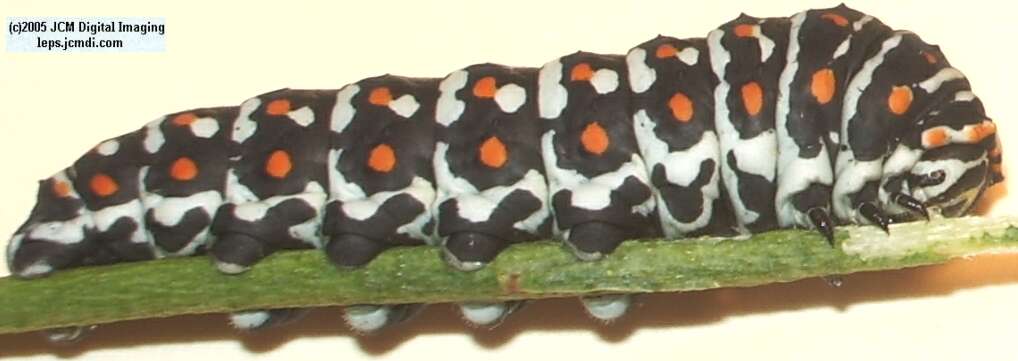 Papilio polyxenes coloro (Desert Black Swallowtail), formerly called Papilio rudkini (Rudkin's Swallowtail) Life Cycle JCMDI image