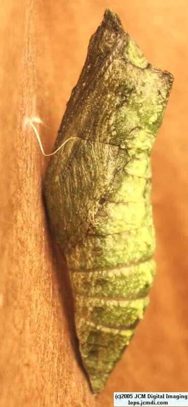 Papilio polyxenes coloro (Desert Black Swallowtail), formerly called Papilio rudkini (Rudkin's Swallowtail) Life Cycle JCMDI image