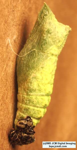 Papilio polyxenes coloro (Desert Black Swallowtail), formerly called Papilio rudkini (Rudkin's Swallowtail) Life Cycle JCMDI image