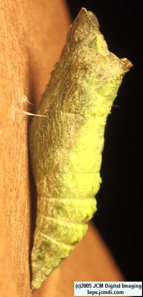 Papilio polyxenes coloro (Desert Black Swallowtail), formerly called Papilio rudkini (Rudkin's Swallowtail) Life Cycle JCMDI image