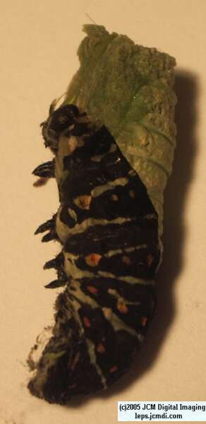 Papilio polyxenes coloro (Desert Black Swallowtail), formerly called Papilio rudkini (Rudkin's Swallowtail) Life Cycle JCMDI image