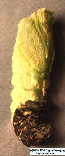 Papilio polyxenes coloro (Desert Black Swallowtail), formerly called Papilio rudkini (Rudkin's Swallowtail) Life Cycle JCMDI image