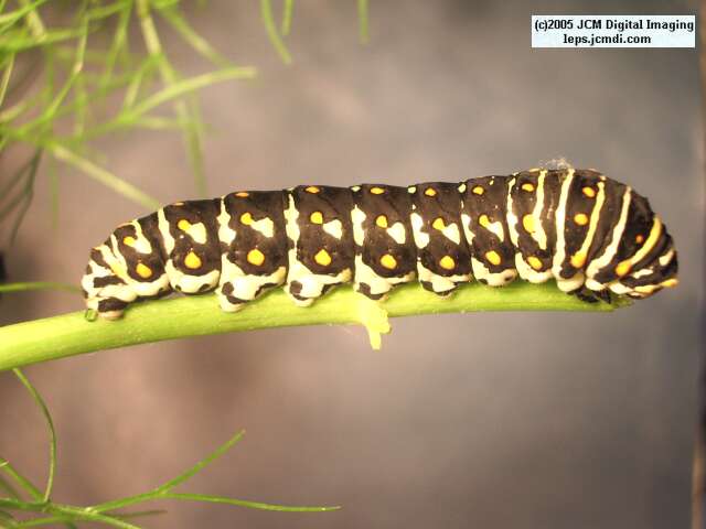 Papilio polyxenes coloro (Desert Black Swallowtail), formerly called Papilio rudkini (Rudkin's Swallowtail) Life Cycle JCMDI image