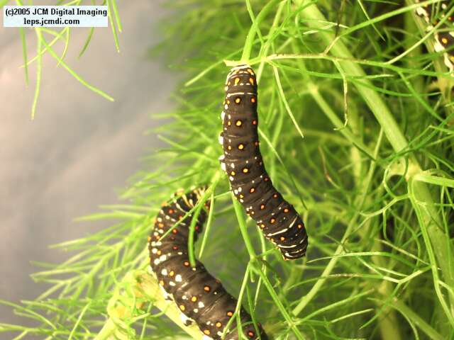 Papilio polyxenes coloro (Desert Black Swallowtail), formerly called Papilio rudkini (Rudkin's Swallowtail) Life Cycle JCMDI image