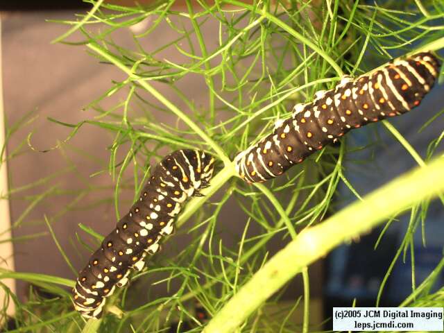 Papilio polyxenes coloro (Desert Black Swallowtail), formerly called Papilio rudkini (Rudkin's Swallowtail) Life Cycle JCMDI image