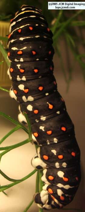Papilio polyxenes coloro (Desert Black Swallowtail), formerly called Papilio rudkini (Rudkin's Swallowtail) Life Cycle JCMDI image