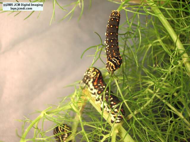 Papilio polyxenes coloro (Desert Black Swallowtail), formerly called Papilio rudkini (Rudkin's Swallowtail) Life Cycle JCMDI image