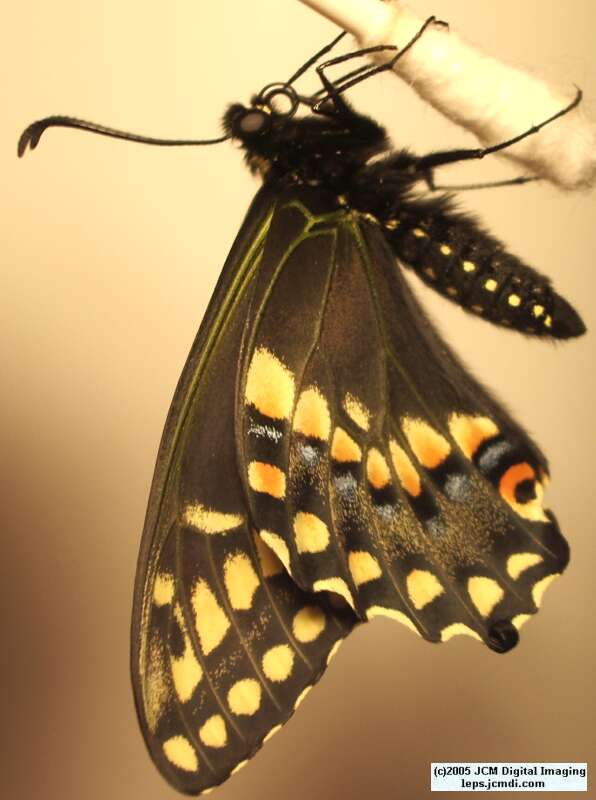 Papilio polyxenes coloro (Desert Black Swallowtail), formerly called Papilio rudkini (Rudkin's Swallowtail) Life Cycle JCMDI image