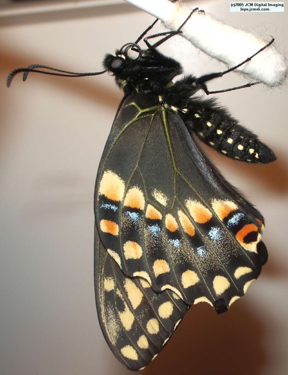 Papilio polyxenes coloro (Desert Black Swallowtail), formerly called Papilio rudkini (Rudkin's Swallowtail) Life Cycle JCMDI image