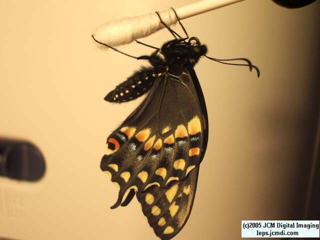 Papilio polyxenes coloro (Desert Black Swallowtail), formerly called Papilio rudkini (Rudkin's Swallowtail) Life Cycle JCMDI image