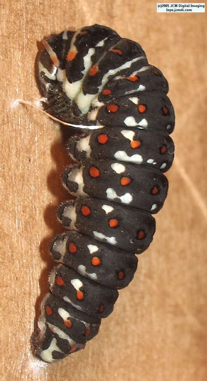 Papilio polyxenes coloro (Desert Black Swallowtail), formerly called Papilio rudkini (Rudkin's Swallowtail) Life Cycle JCMDI image