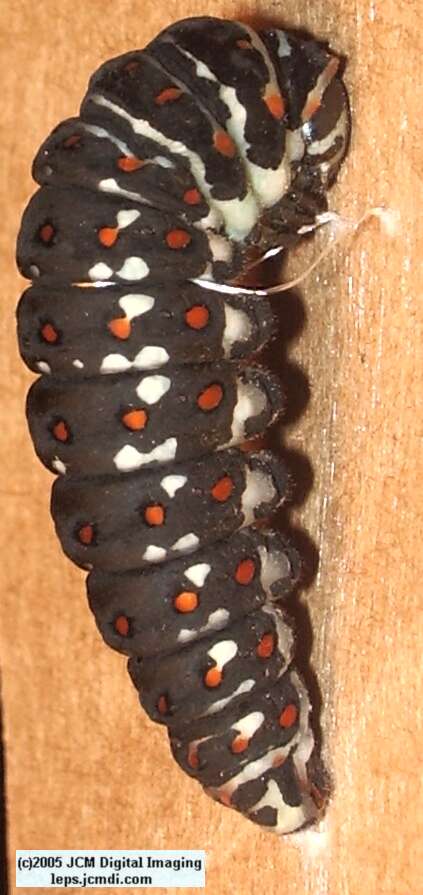 Papilio polyxenes coloro (Desert Black Swallowtail), formerly called Papilio rudkini (Rudkin's Swallowtail) Life Cycle JCMDI image
