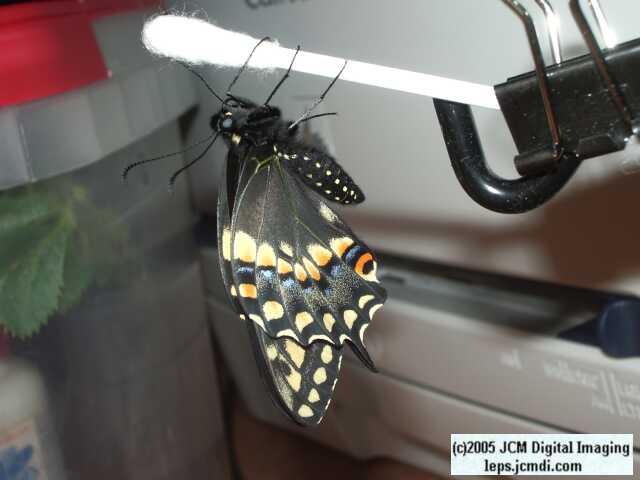 Papilio polyxenes coloro (Desert Black Swallowtail), formerly called Papilio rudkini (Rudkin's Swallowtail) Life Cycle JCMDI image
