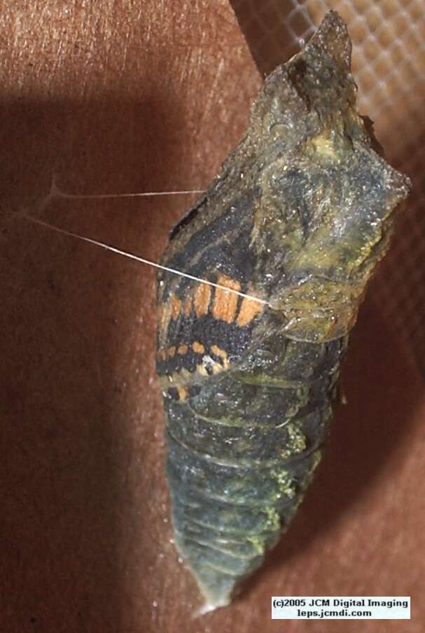 Papilio polyxenes coloro (Desert Black Swallowtail), formerly called Papilio rudkini (Rudkin's Swallowtail) Life Cycle JCMDI image