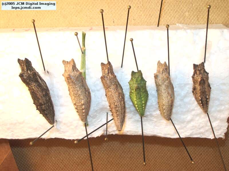 Papilio polyxenes coloro (Desert Black Swallowtail), formerly called Papilio rudkini (Rudkin's Swallowtail) Life Cycle JCMDI image