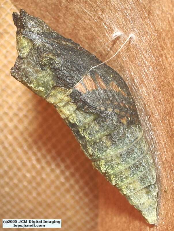Papilio polyxenes coloro (Desert Black Swallowtail), formerly called Papilio rudkini (Rudkin's Swallowtail) Life Cycle JCMDI image