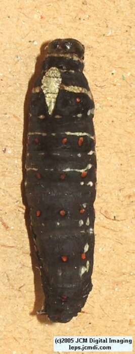 Papilio polyxenes coloro (Desert Black Swallowtail), formerly called Papilio rudkini (Rudkin's Swallowtail) Life Cycle JCMDI image