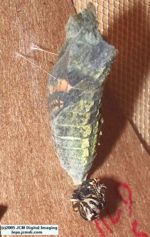 Papilio polyxenes coloro (Desert Black Swallowtail), formerly called Papilio rudkini (Rudkin's Swallowtail) Life Cycle JCMDI image