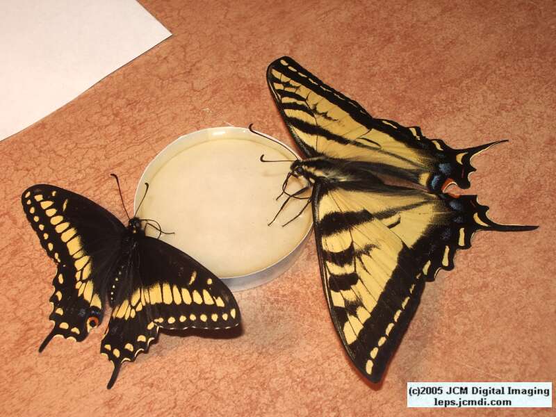 Papilio polyxenes coloro (Desert Black Swallowtail), formerly called Papilio rudkini (Rudkin's Swallowtail) Life Cycle JCMDI image