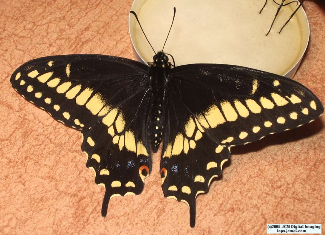 Papilio polyxenes coloro (Desert Black Swallowtail), formerly called Papilio rudkini (Rudkin's Swallowtail) Life Cycle JCMDI image