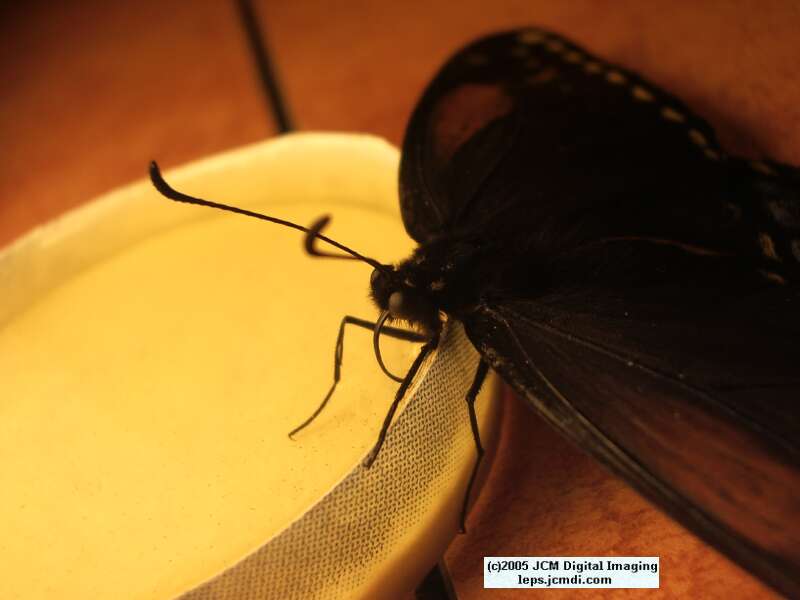 Papilio polyxenes coloro (Desert Black Swallowtail), formerly called Papilio rudkini (Rudkin's Swallowtail) Life Cycle JCMDI image