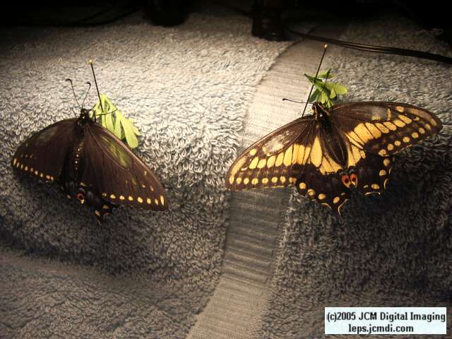 Papilio polyxenes coloro (Desert Black Swallowtail), formerly called Papilio rudkini (Rudkin's Swallowtail) Life Cycle JCMDI image