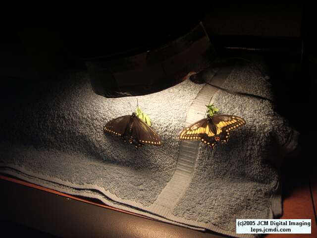 Papilio polyxenes coloro (Desert Black Swallowtail), formerly called Papilio rudkini (Rudkin's Swallowtail) Life Cycle JCMDI image