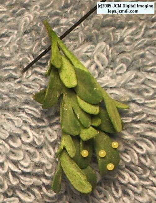 Papilio polyxenes coloro (Desert Black Swallowtail), formerly called Papilio rudkini (Rudkin's Swallowtail) Life Cycle JCMDI image