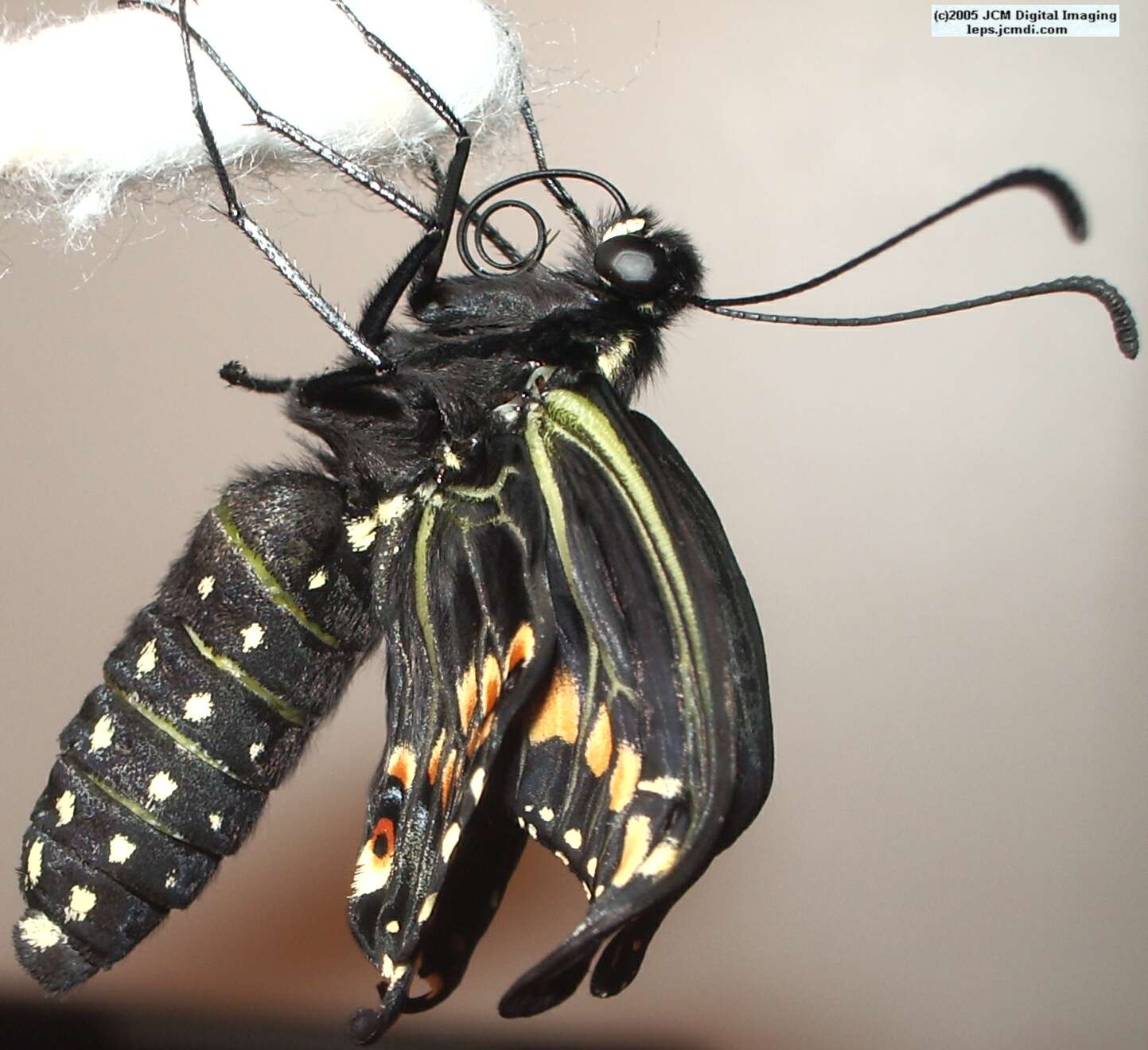 Papilio polyxenes coloro (Desert Black Swallowtail), formerly called Papilio rudkini (Rudkin's Swallowtail) Life Cycle JCMDI image