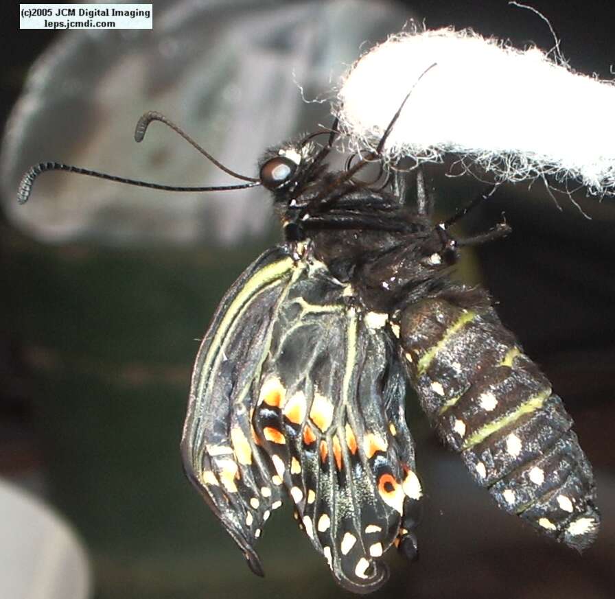 Papilio polyxenes coloro (Desert Black Swallowtail), formerly called Papilio rudkini (Rudkin's Swallowtail) Life Cycle JCMDI image