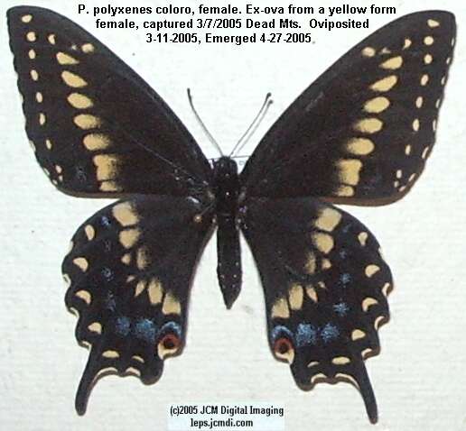 Papilio polyxenes coloro (Desert Black Swallowtail), formerly called Papilio rudkini (Rudkin's Swallowtail) Life Cycle JCMDI image