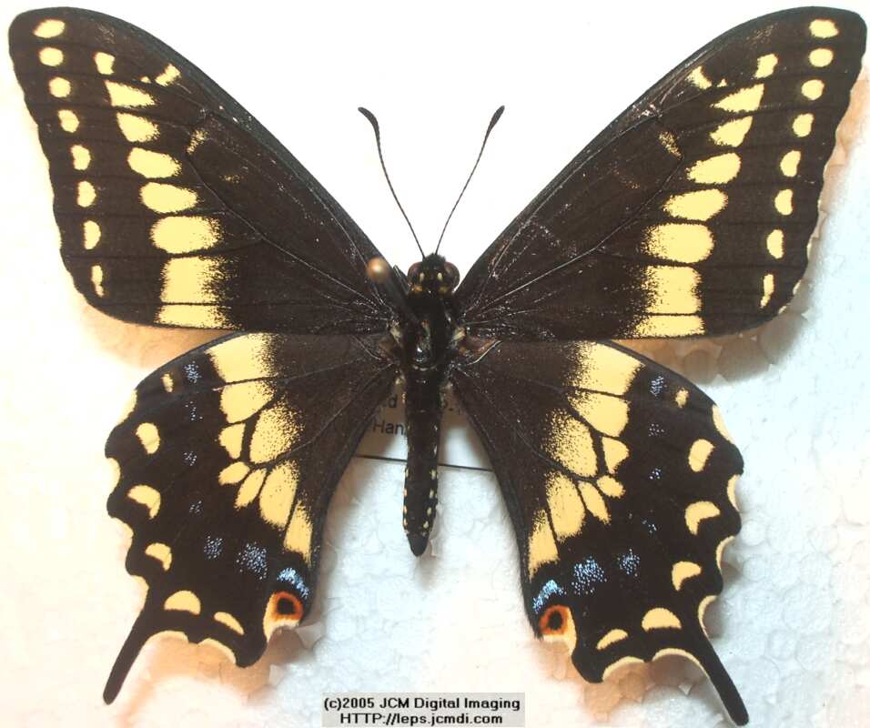 Papilio polyxenes coloro (Desert Black Swallowtail), formerly called Papilio rudkini (Rudkin's Swallowtail) Life Cycle JCMDI image