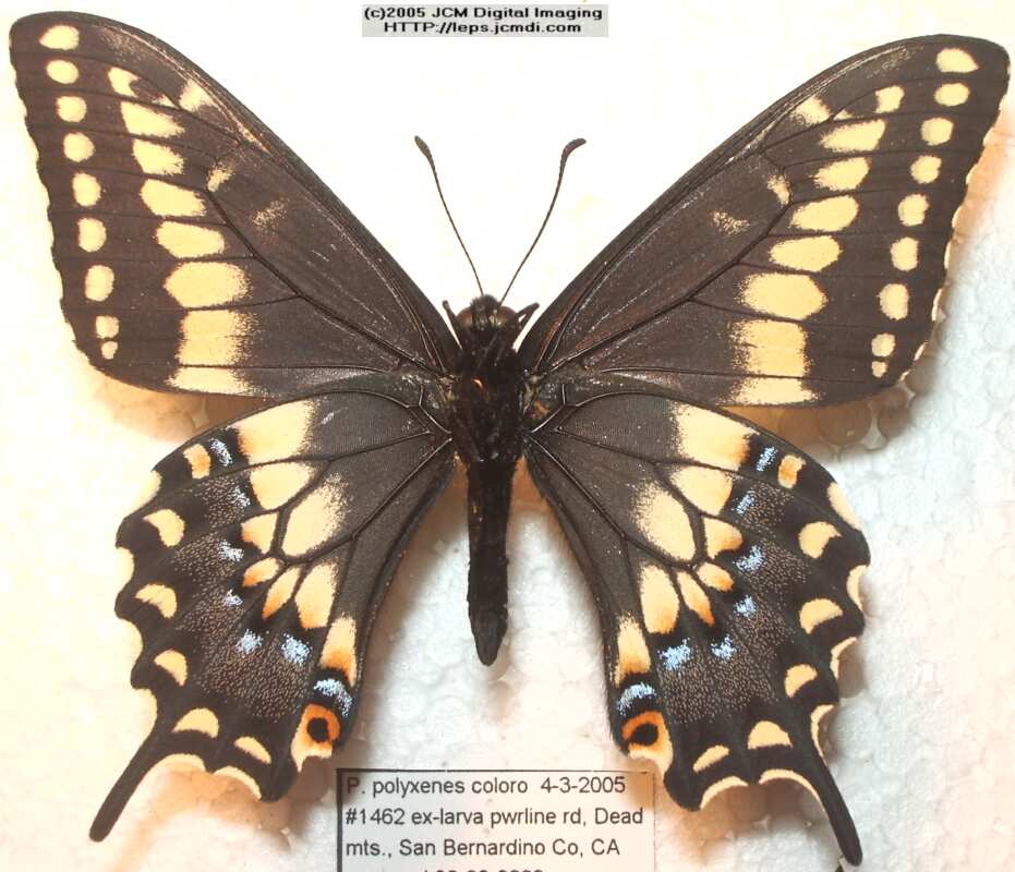 Papilio polyxenes coloro (Desert Black Swallowtail), formerly called Papilio rudkini (Rudkin's Swallowtail) Life Cycle JCMDI image