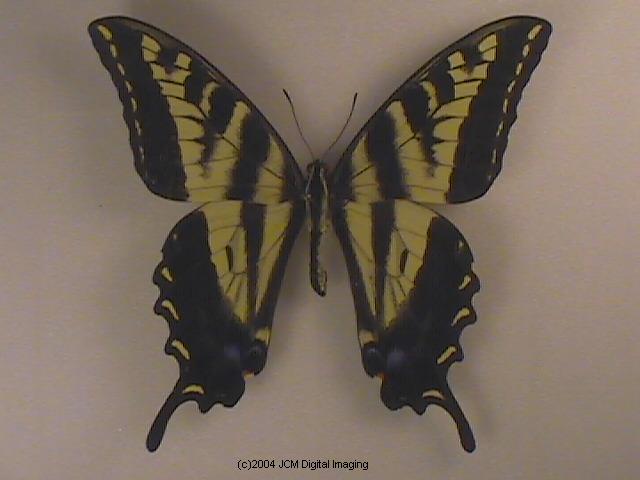 Papilio eurymedon (Pale Tiger Swallowtail) images from JCMDI